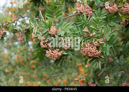 Sorbus bellona. Rowan Tree Fruits rouges sur un arbre. UK Banque D'Images