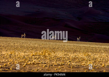 Les springboks, les dunes de Sossusvlei, le Parc du Namib-Naukluft,, la Namibie. Banque D'Images