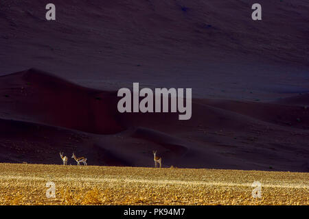 Les springboks, les dunes de Sossusvlei, le Parc du Namib-Naukluft,, la Namibie. Banque D'Images