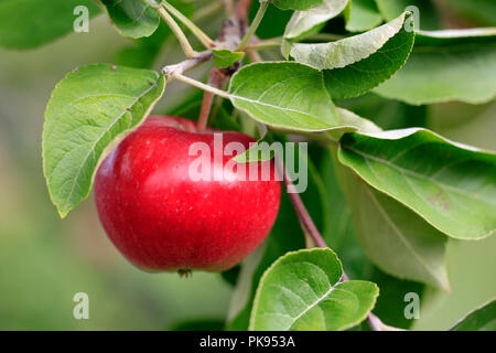 Fruits rouges de plus en plus d'Apple sur l'apple tree vu de près. Shallow dof. Banque D'Images