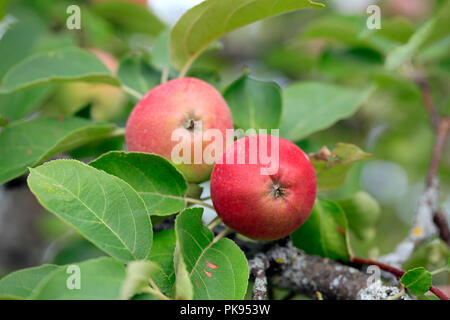 Deux pommes rouges poussant sur le pommier, les dof. Banque D'Images