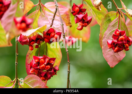 Euonymus latifolius, anti-dicotylédones, broche feuillage automne jardin Banque D'Images