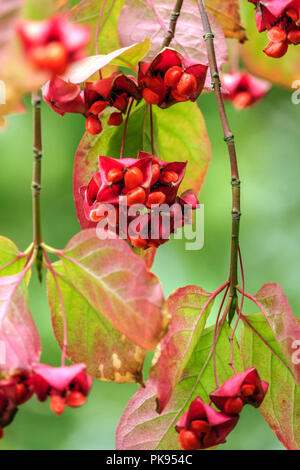 La fusée à feuilles larges, Euonymus latifolius, Close up berries Banque D'Images