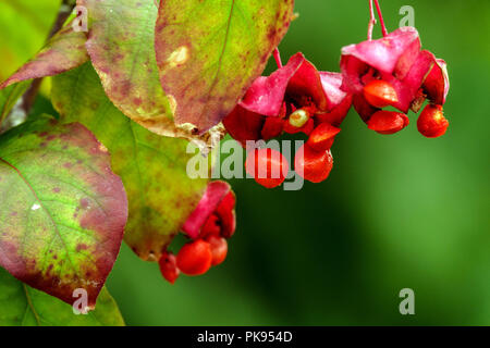 Euonymus latifolius, gros plan sur les baies de l'épingle à feuilles larges Banque D'Images