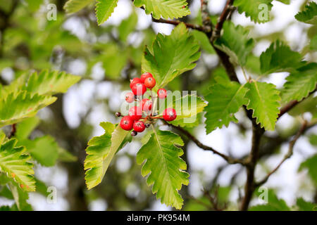 Fruits rouges surrouded by green foliage de Crataegus tree au début de l'automne. Se concentrer sur les baies. Banque D'Images