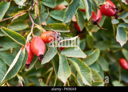 Vue rapprochée des fruits et des feuilles de cynorhodon sur un arbre au cours de journée d'automne Banque D'Images