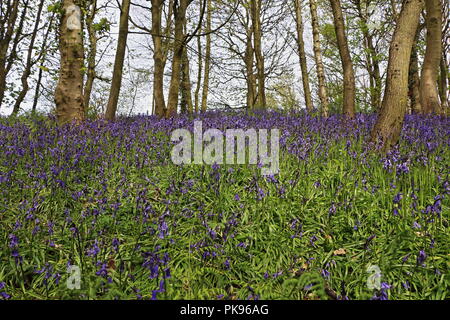 Beau Bois Bluebell, Durham, England, UK Banque D'Images