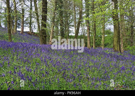 Beau Bois Bluebell, Durham, England, UK Banque D'Images