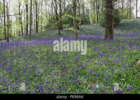 Beau Bois Bluebell, Durham, England, UK Banque D'Images