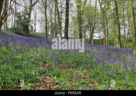 Beau Bois Bluebell, Durham, England, UK Banque D'Images