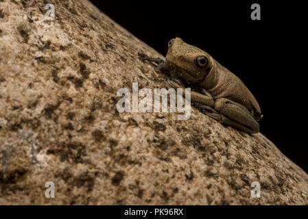 Une carte nouvellement métamorphosées (rainette Boana geographica) s'accroche à une rivière rock, avant que la nuit se termine il se dispersera dans la forêt. Banque D'Images