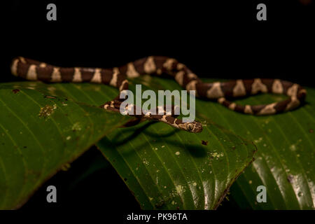 Un bluntheaded Imantodes cenchoa) Serpent de près de parc national de Manu au Pérou. C'est l'une des plus communes des serpents de l'Amazone et les tropiques. Banque D'Images