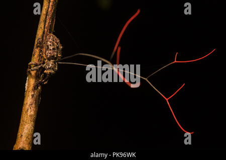 Curculionum Ophiocordyceps est un champignon entomopathogène qui cible les charançons, prend le contrôle de leur corps, les tue et les germes de la carcasse. Banque D'Images