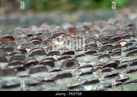 Pièces de monnaie dans un Arbre Arbre des désirs - Nectans St Glen Cornwall, UK Banque D'Images