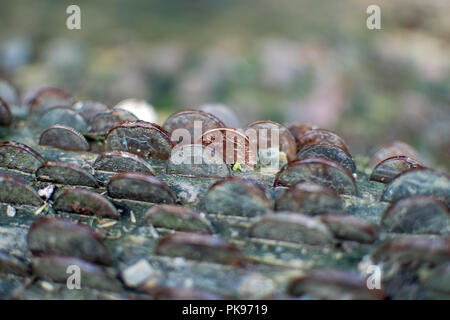 Pièces de monnaie dans un Arbre Arbre des désirs - Nectans St Glen Cornwall, UK Banque D'Images