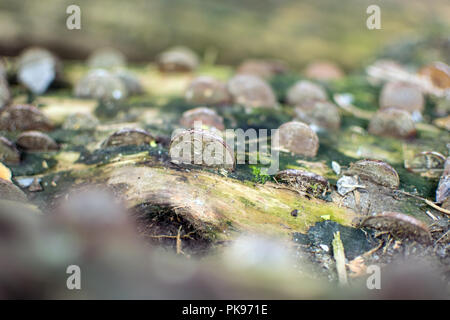 Pièces de monnaie dans un Arbre Arbre des désirs - Nectans St Glen Cornwall, UK Banque D'Images