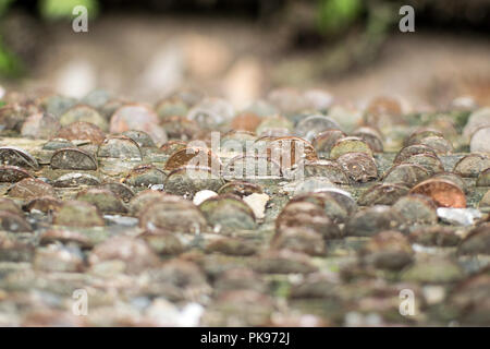 Pièces de monnaie dans un Arbre Arbre des désirs - Nectans St Glen Cornwall, UK Banque D'Images