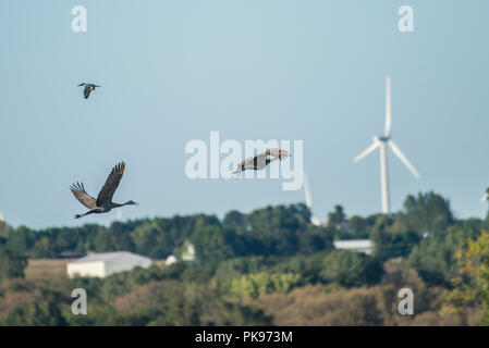 Une paire de grues du Canada et d'un martin-pêcheur volant près de certaines éoliennes non loin de Horicon Marsh, Wisconsin. Banque D'Images