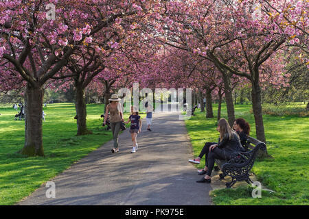 Les gens profiter de temps de printemps sous un auvent de cerisiers en fleurs dans le parc de Greenwich, Londres, Angleterre, Royaume-Uni, UK Banque D'Images