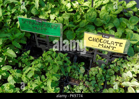 Pots de menthe fraîche pour la vente au marché, UK Banque D'Images