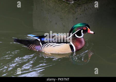 Homme Canard branchu (Aix sponsa) en plumage nuptial Banque D'Images