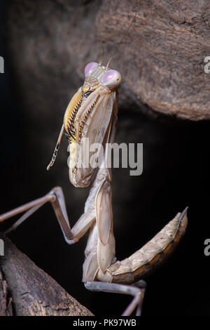 Un debout près de la photo d'une mante religieuse elle montre le détail de l'insecte dans une position de prière Banque D'Images