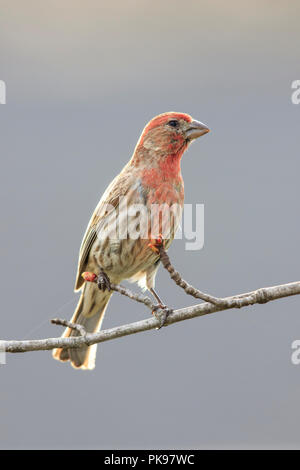 Roselin familier (Haemorhous mâle mexicanus) Banque D'Images