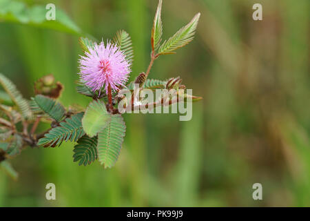 Beauté des fleurs de campagne. Mimosa pudica rose Banque D'Images