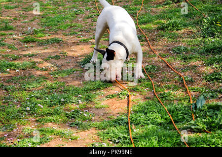 Bull Terrier balade dans jardin, chien blanc. Un beau chien est de jouer sur le jardin. Après prise câble d'alimentation. Banque D'Images