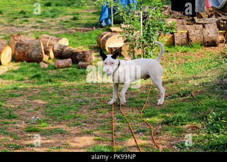 Bull Terrier balade dans jardin, chien blanc. Un beau chien est de jouer sur le jardin. Banque D'Images