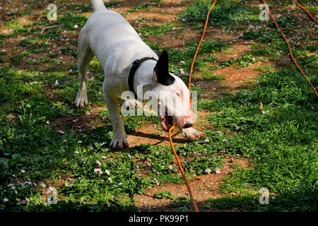 Bull Terrier balade dans jardin, chien blanc. Un beau chien est de jouer sur le jardin. Après prise câble d'alimentation. Banque D'Images