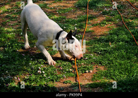 Bull Terrier balade dans jardin, chien blanc. Un beau chien est de jouer sur le jardin. Après prise câble d'alimentation. Banque D'Images