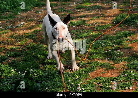 Bull Terrier balade dans jardin, chien blanc. Un beau chien est de jouer sur le jardin. Après prise câble d'alimentation. Banque D'Images