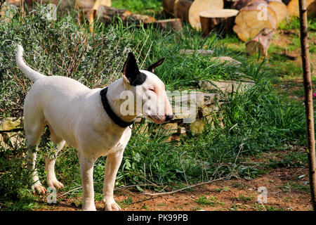 Bull Terrier balade dans jardin, chien blanc. Un beau chien est de jouer sur le jardin. Banque D'Images