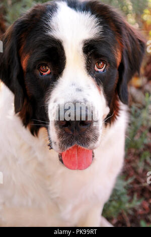 Chien Saint Bernard en jardin. Le portrait de belle cute funny chien Saint Bernard, posant devant la caméra. Banque D'Images