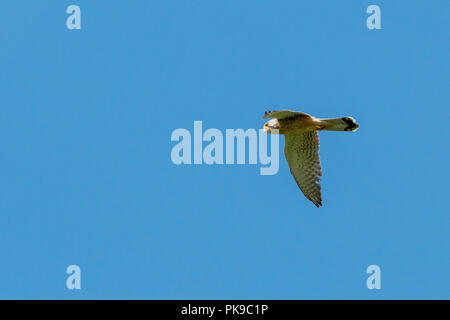 Falco tinnunculus Faucon crécerelle chasse volant sous ciel bleu en Eastbrookend park à Dagenham, en Angleterre Banque D'Images