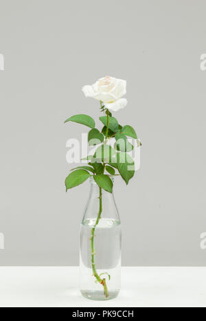 White Rose en bouteille d'eau sur fond gris , belle élégante simple Banque D'Images