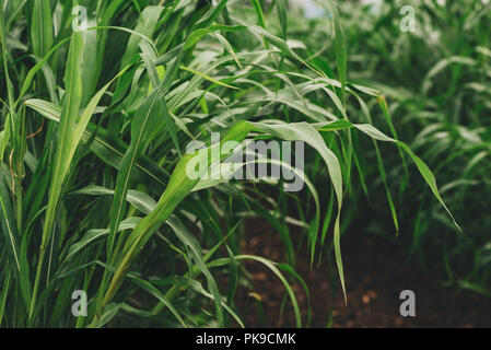 Sorghum sudanense ou plantation de l'herbe du Soudan. Cette plante est cultivée comme source d'énergie et biocarburants. Banque D'Images