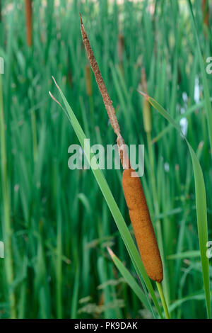 Le jonc commun (Typha latifolia). Quenouille à feuilles larges, appelé Super reedmace, Cooper's reed, Cumbungi. Banque D'Images