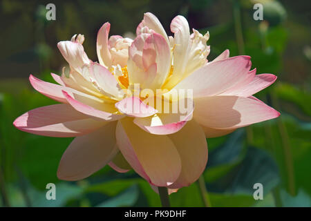 Lotus sacré (Nelumbo nucifera). Connu aussi sous le nom de Lotus, les Indiens de l'Inde et de l'haricot Lotus. Banque D'Images