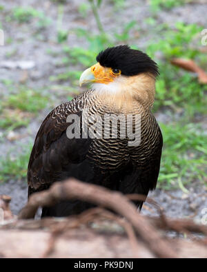 Oiseau Caracara close up Vue de profil avec le feuillage contexte afficher brown feather, bec, des yeux dans son environnement et ses environs en profitant du soleil. Banque D'Images