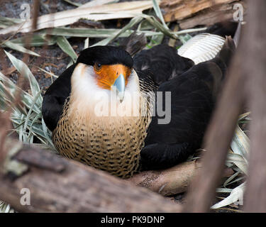 Oiseau Caracara close up Vue de profil avec le feuillage contexte afficher brown feather, bec, des yeux dans son environnement et ses environs en profitant du soleil. Banque D'Images