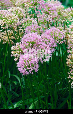 Oignon (Allium ornementales Millenium Millenium x). Appelé également l'Oignon Floraison Millenium. Variété hybride d'Allium nutans. Banque D'Images