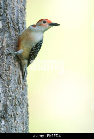 Pic à ventre roux Melanerpes carolinus : : Banque D'Images