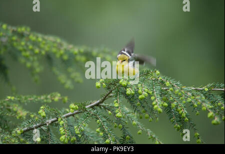 Chardonneret jaune Carduelis tristis : : Banque D'Images