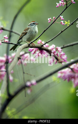 Bruant familier : : Spizella passerina Banque D'Images