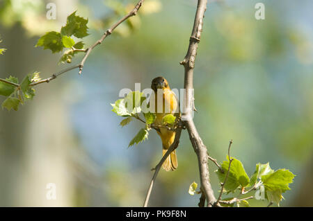 Homme Oriole de Baltimore. L'Oriole de Baltimore Icterus galbula : : Banque D'Images