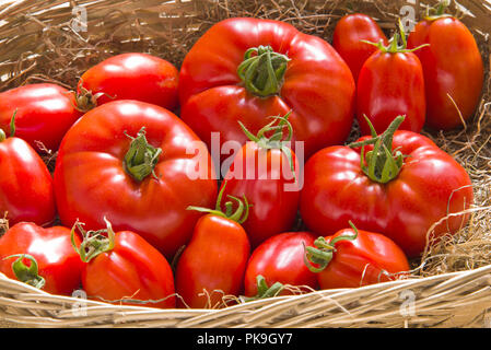 Panier contenant des tomates cuisson mûrs Banque D'Images