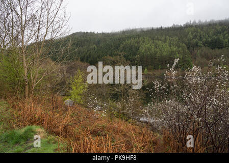 Journée de printemps pluvieux à Llyn Crafnant près de Wrexham, Snowdonia dans le Nord du Pays de Galles. Banque D'Images