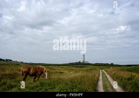 Un cheval paissant dans un champ sur l'Ile de Batz, situé à deux milles au large de Roscoff, sur la côte de Bretagne nord ouest de la France et à 15 minutes en bateau Banque D'Images